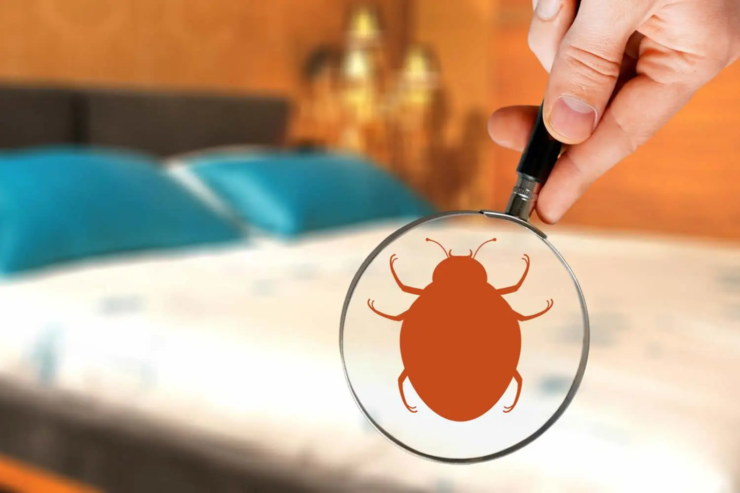 hand-with-magnifying-glass-detecting-bed-bug